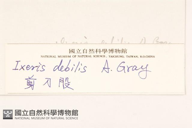 細葉剪刀股藏品圖，第3張