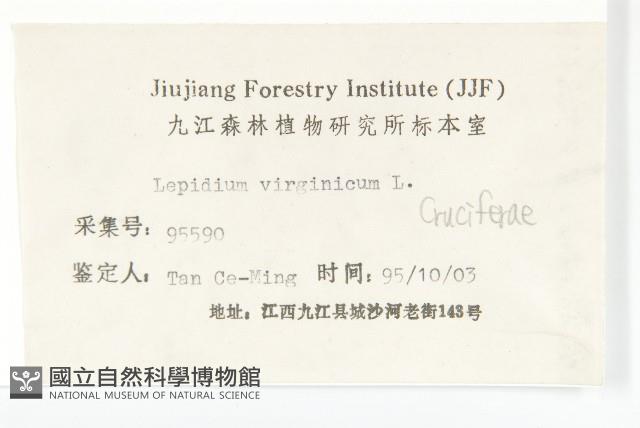 獨行菜藏品圖，第3張