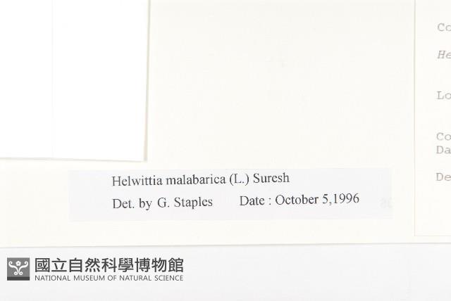 吊鐘藤藏品圖，第3張