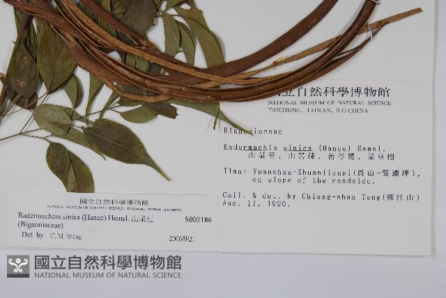 Asia bell tree Collection Image, Figure 2, Total 2 Figures