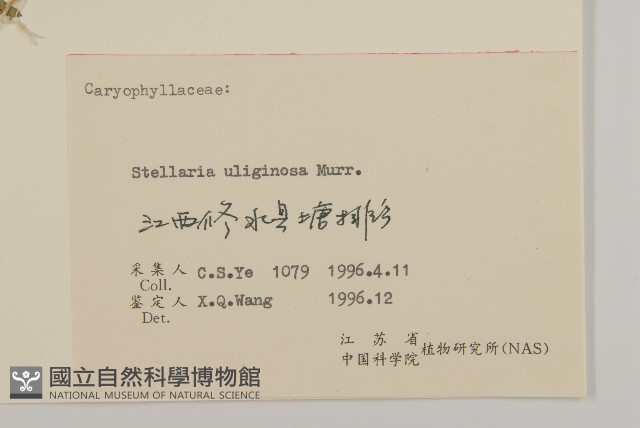 雀舌草藏品圖，第3張