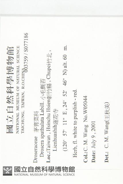 小毛氈苔藏品圖，第2張