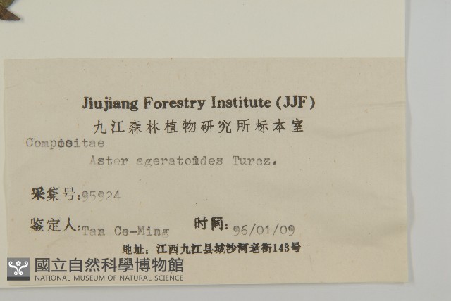 山白蘭藏品圖，第3張