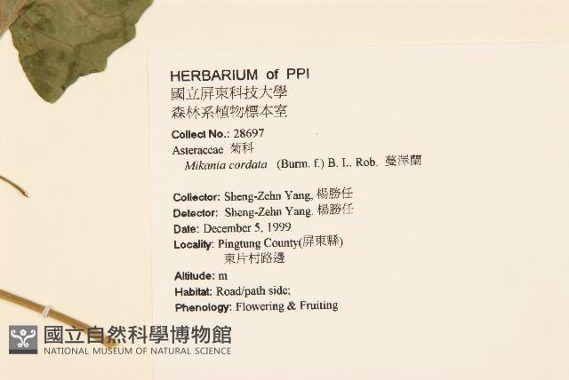 蔓澤蘭藏品圖，第2張