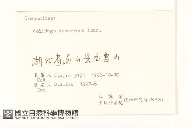 一枝黃花藏品圖，第3張
