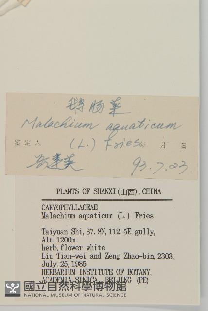 牛繁縷藏品圖，第3張