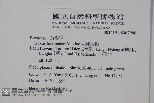 琉球黃楊藏品圖，第2張