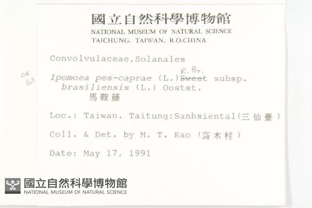 馬鞍藤藏品圖，第2張