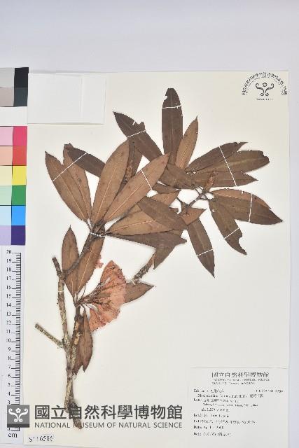 臺灣杜鵑藏品圖，第3張