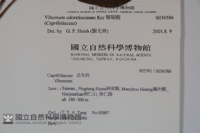 珊瑚樹藏品圖，第2張