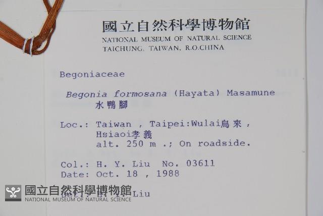 水鴨腳藏品圖，第2張