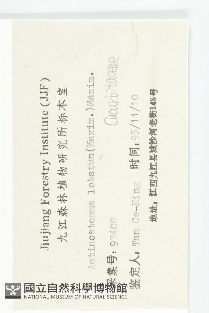 合子草藏品圖，第3張