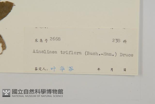 寬穗兔風藏品圖，第3張