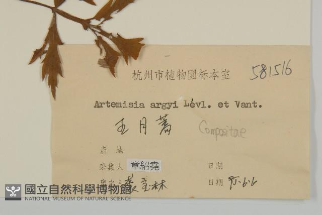 艾蒿藏品圖，第3張