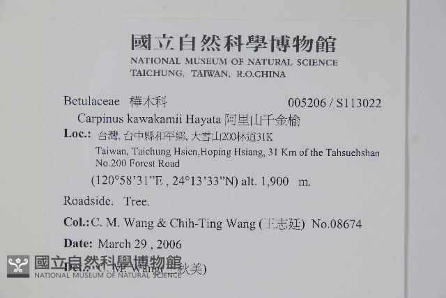 阿里山千金榆藏品圖，第2張