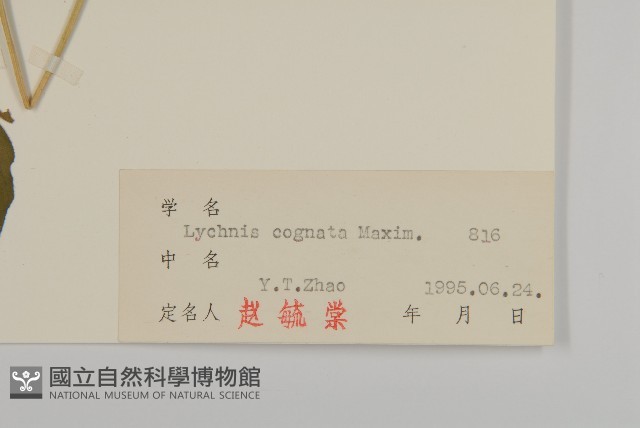 淺裂剪秋蘿藏品圖，第3張