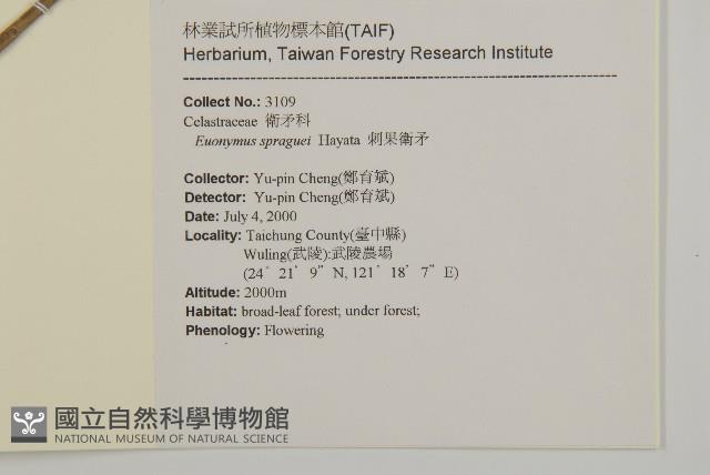 刺果衛矛藏品圖，第2張