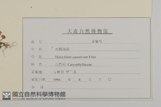 牛繁縷藏品圖，第3張