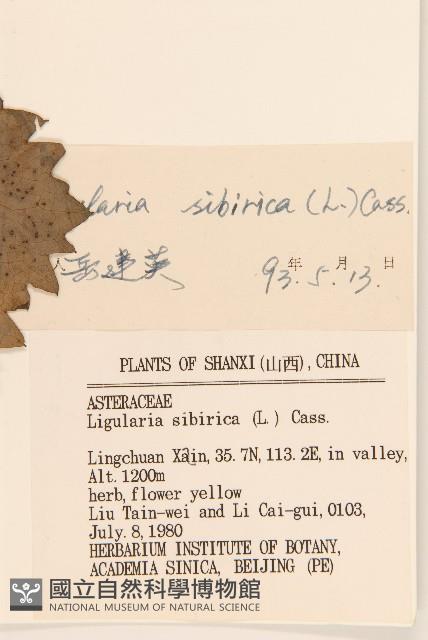 齒葉橐吾藏品圖，第3張