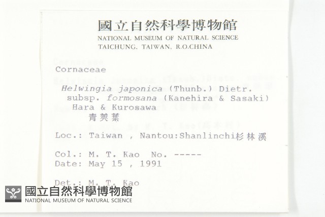 臺灣青莢葉藏品圖，第2張