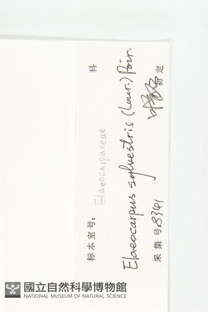 杜英、山杜英、蘭嶼杜英藏品圖，第3張