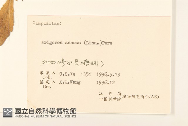 白頂飛蓬藏品圖，第3張