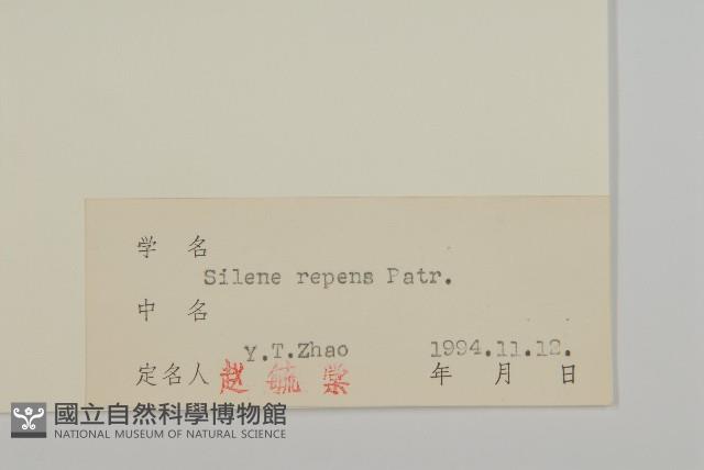 匍生蠅子草藏品圖，第3張