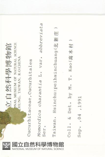 小苦瓜藏品圖，第2張