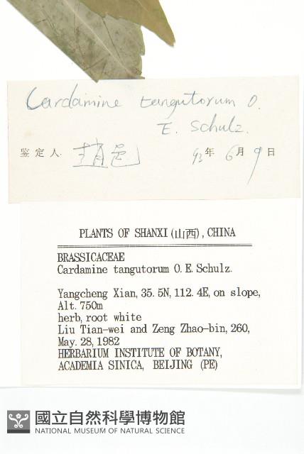 紫花碎米薺藏品圖，第3張