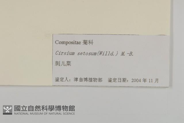 大刺兒菜藏品圖，第3張