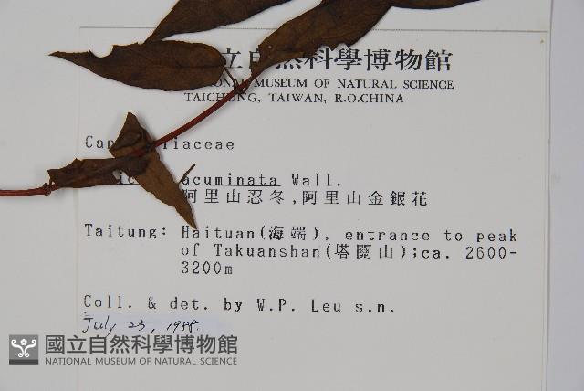 阿里山忍冬、漸尖葉忍冬藏品圖，第2張