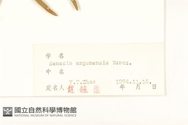 羽葉千里光藏品圖，第3張