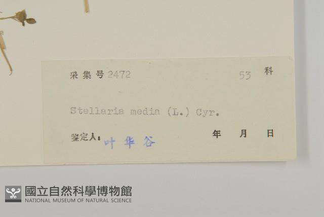 繁縷藏品圖，第3張