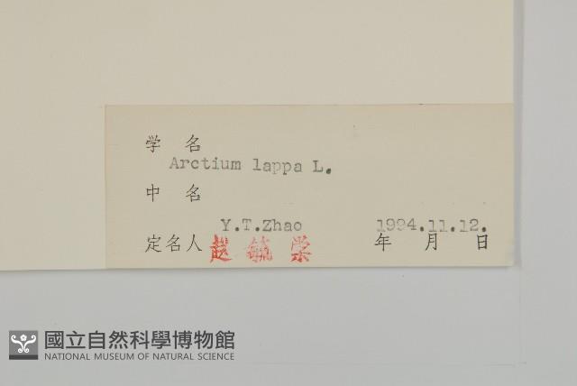 牛蒡藏品圖，第3張