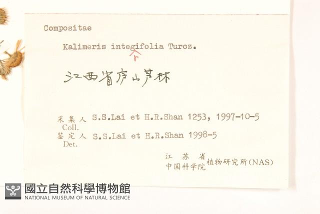 全葉馬蘭藏品圖，第3張