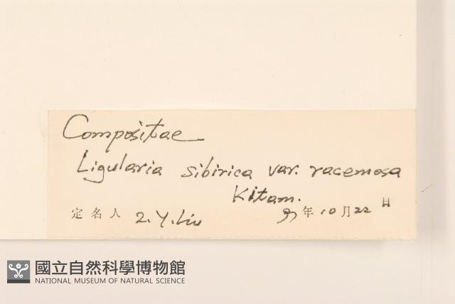 狹苞橐吾藏品圖，第3張