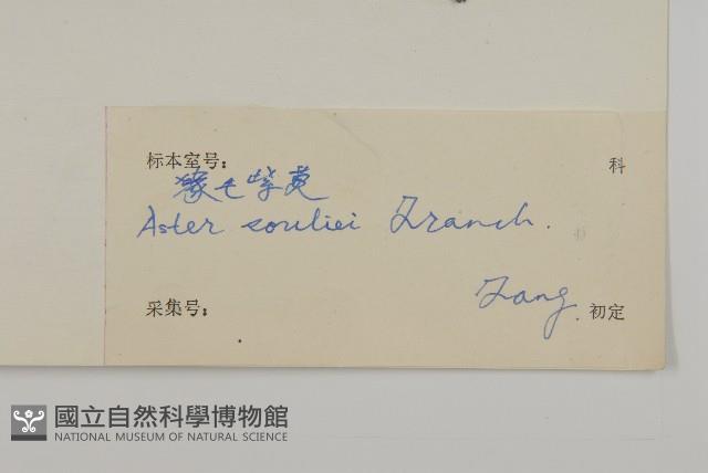 緣毛紫菀藏品圖，第3張