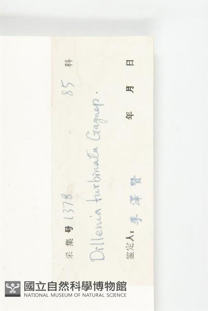 大花五椏果藏品圖，第3張