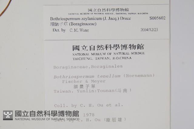 細纍子草藏品圖，第2張