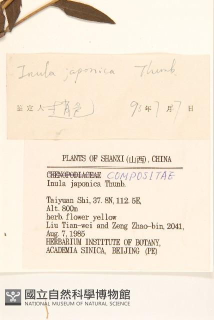 旋覆花藏品圖，第3張