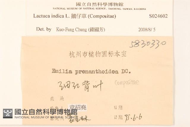 鵝仔草藏品圖，第3張