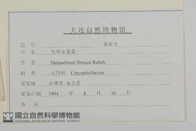 堅硬女婁菜藏品圖，第3張