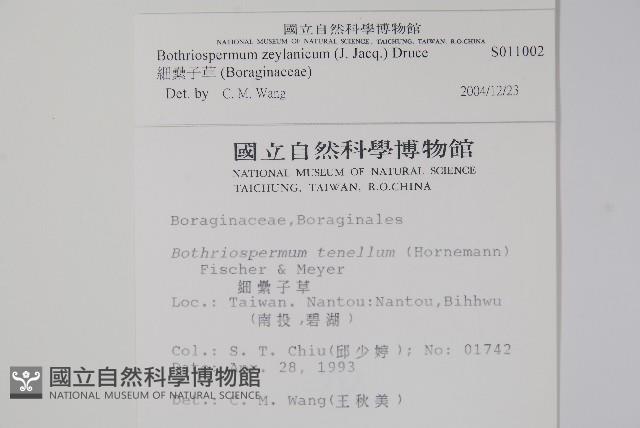 細纍子草藏品圖，第2張