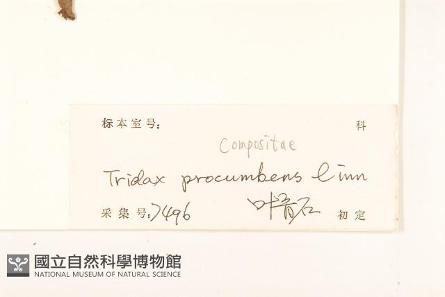 長柄菊藏品圖，第3張