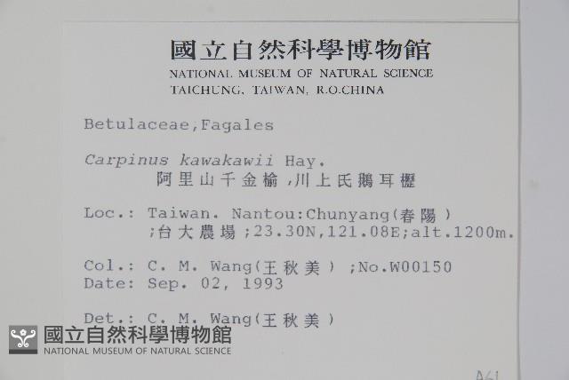 阿里山千金榆藏品圖，第2張