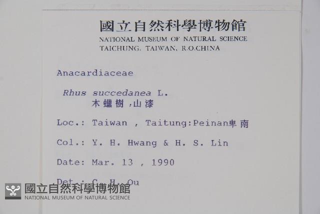 木蠟樹、山漆藏品圖，第2張
