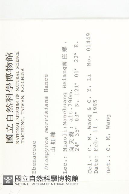 山紅柿藏品圖，第2張