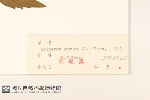 白頂飛蓬藏品圖，第3張