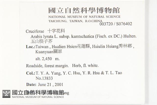 玉山筷子芥藏品圖，第2張