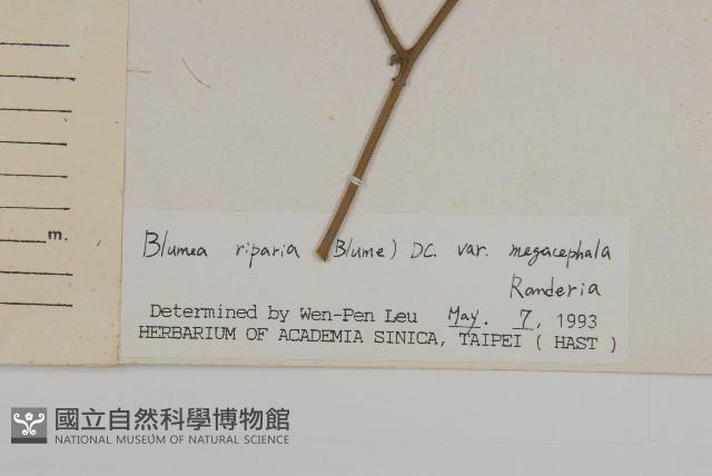 大頭艾納香藏品圖，第3張